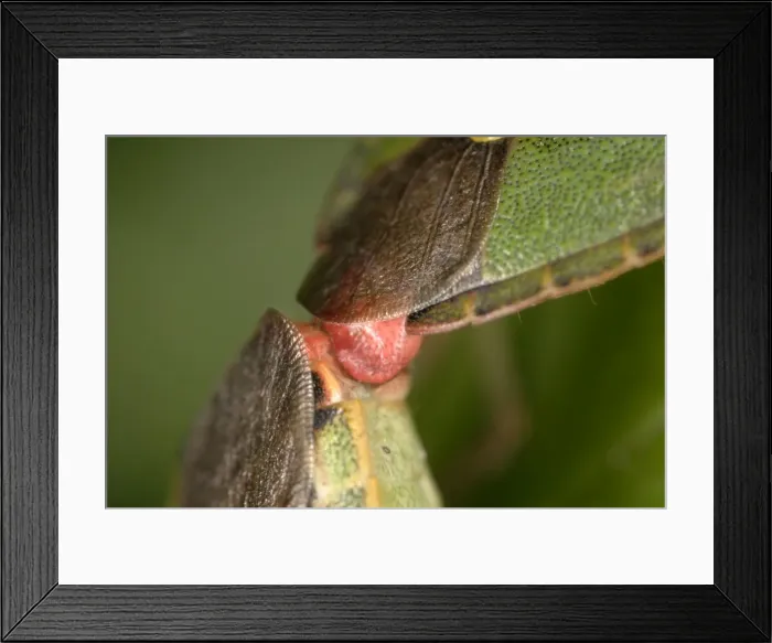 Framed Print : Shield Bugs Mated pair x4 mag at 16mm x24mm Bedfordshire, UK Framed Print : Shield Bugs Mated pair x4 mag at 16mm x24mm Bedfordshire, UK