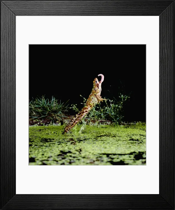 Framed Print : Common Frog Jumping upright Tongue extended Framed Print : Common Frog Jumping upright Tongue extended