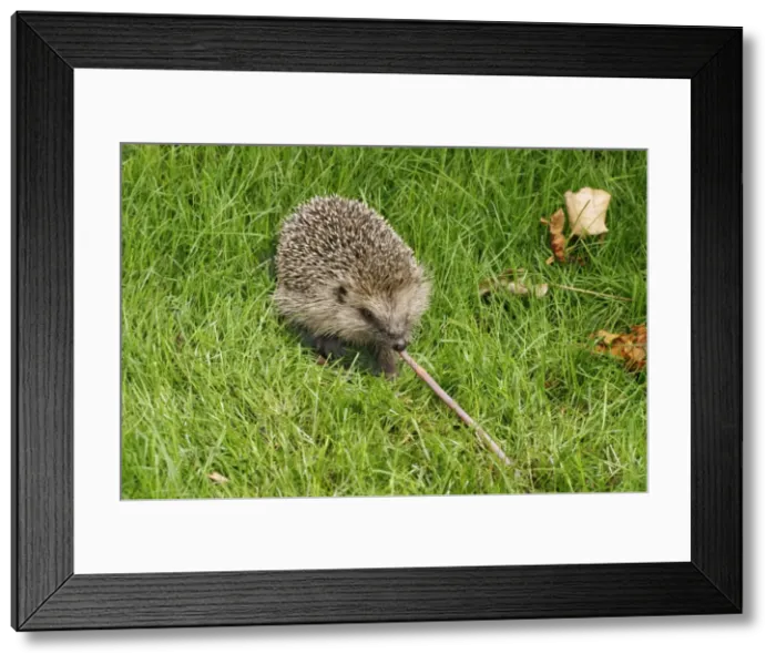 Framed Print : Hedgehog Pulling worm Framed Print : Hedgehog Pulling worm