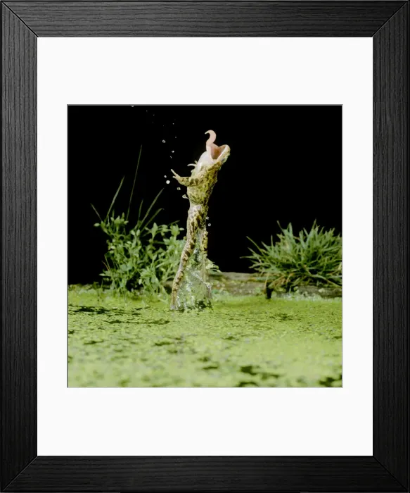 Framed Print : Common Frog Jumping upright, side view Tongue extended Framed Print : Common Frog Jumping upright, side view Tongue extended