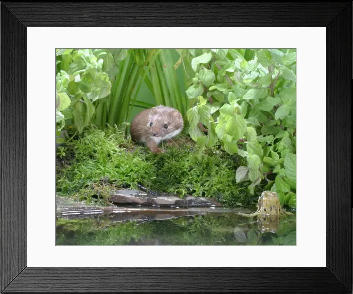 Framed Print : Weasel Male with frog in pool Bedfordshire, UK Framed Print : Weasel Male with frog in pool Bedfordshire, UK
