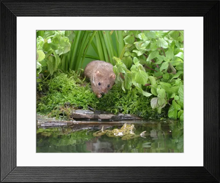 Framed Print : Weasel Male with frog in pool Bedfordshire, UK Framed Print : Weasel Male with frog in pool Bedfordshire, UK
