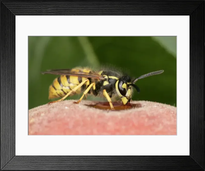 Framed Print : Wasp Feeding on peach Bedfordshire UK Framed Print : Wasp Feeding on peach Bedfordshire UK