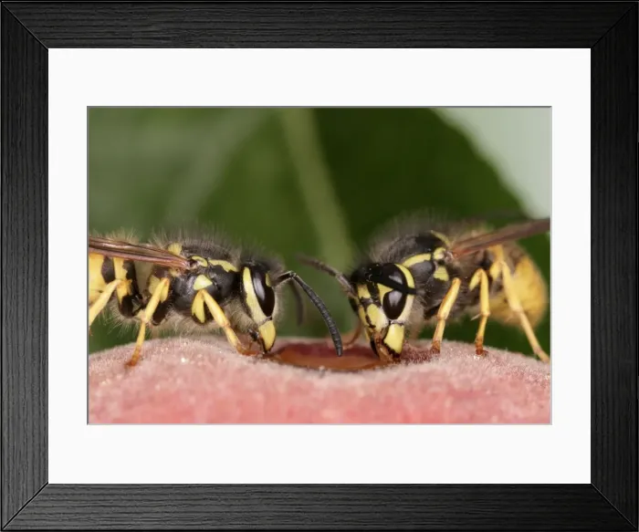 Framed Print : Wasps Feeding on peach Bedfordshire UK Framed Print : Wasps Feeding on peach Bedfordshire UK