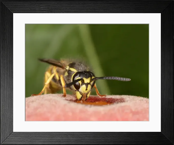 Framed Print : Wasp Feeding on peach Bedfordshire UK Framed Print : Wasp Feeding on peach Bedfordshire UK