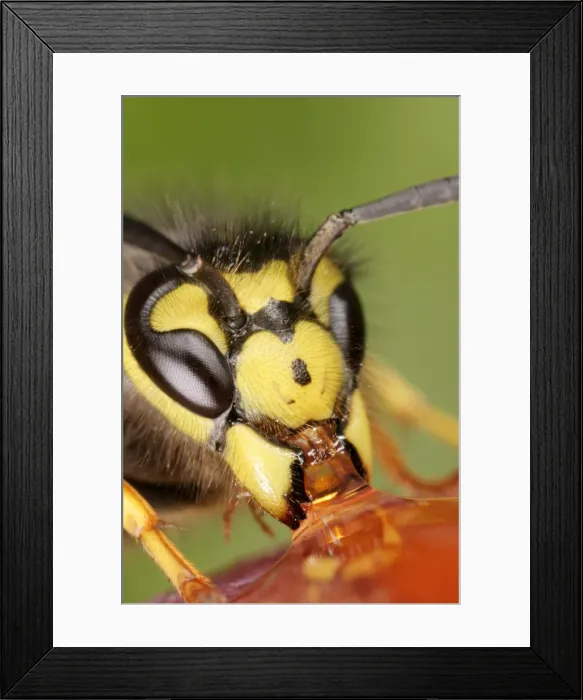 Framed Print : Wasp Close up of feeding Bedfordshire UK Framed Print : Wasp Close up of feeding Bedfordshire UK