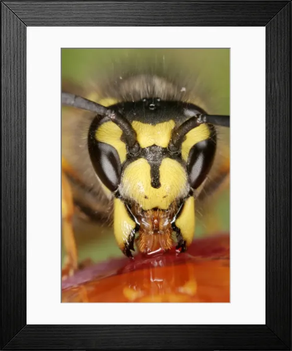 Framed Print : Wasp Close up of feeding Bedfordshire UK Framed Print : Wasp Close up of feeding Bedfordshire UK