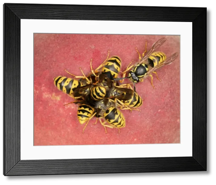 Framed Print : Wasps Cluster feeding on peach Bedfordshire UK Framed Print : Wasps Cluster feeding on peach Bedfordshire UK