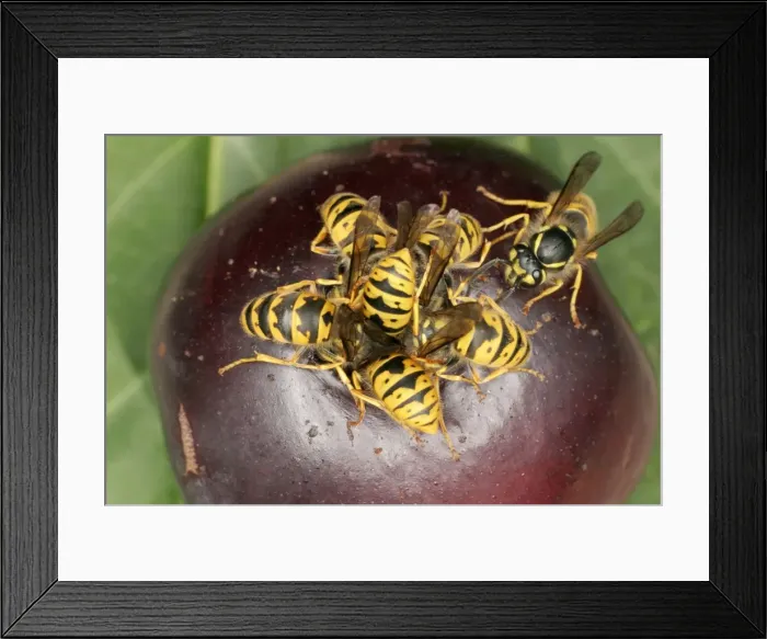 Framed Print : Wasps Cluster feeding on plum Bedfordshire UK Framed Print : Wasps Cluster feeding on plum Bedfordshire UK
