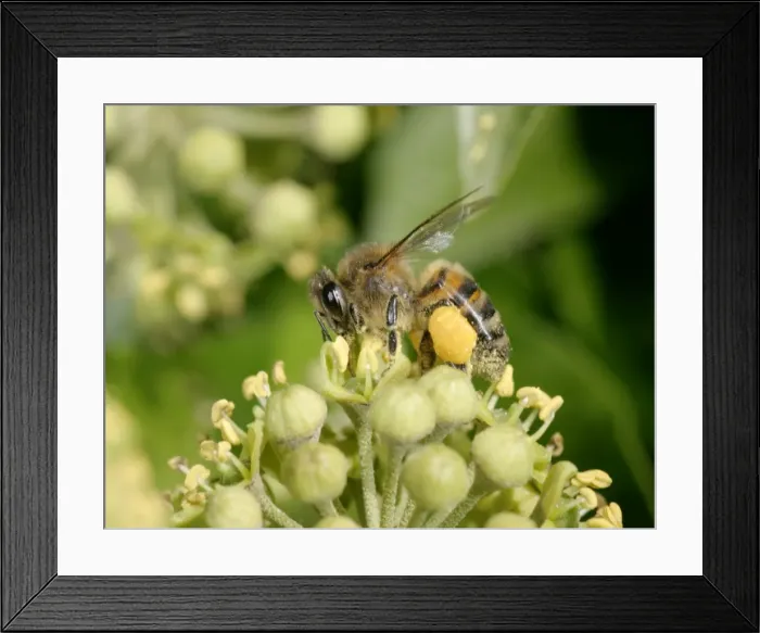 Framed Print : Honey Bee Worker Feeding on ivy showing pollen sack Bedfordshire UK Framed Print : Honey Bee Worker Feeding on ivy showing pollen sack Bedfordshire UK