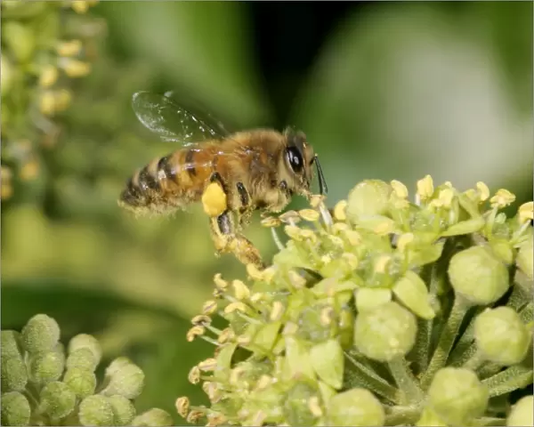 Honey Bee worker Feeding on ivy showing pollen sack Bedfordshire UK