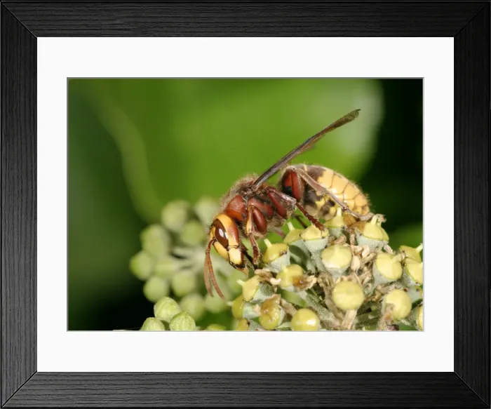 Framed Print : Hornet Feeding on ivy Bedfordshire UK