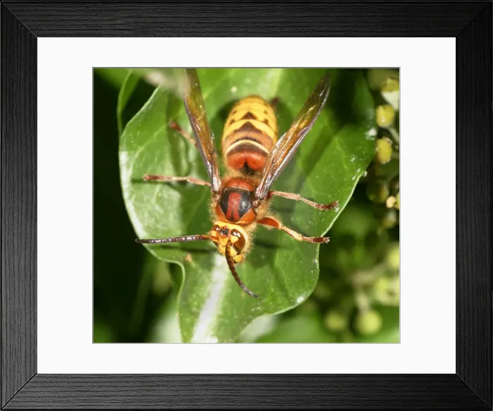 Framed Print : Hornet Resting on ivy top view Bedfordshire UK Framed Print : Hornet Resting on ivy top view Bedfordshire UK
