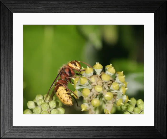 Framed Print : Hornet Feeding on ivy Bedfordshire UK