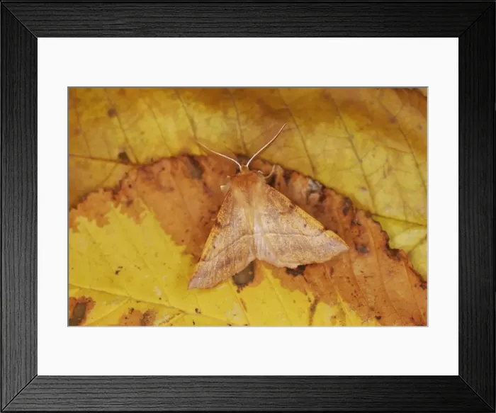 Framed Print : MOTH - Feathered Thorn - resting, autumn species showing seasonal camouflage Bedfordshire UK Framed Print : MOTH - Feathered Thorn - resting, autumn species showing seasonal camouflage Bedfordshire UK
