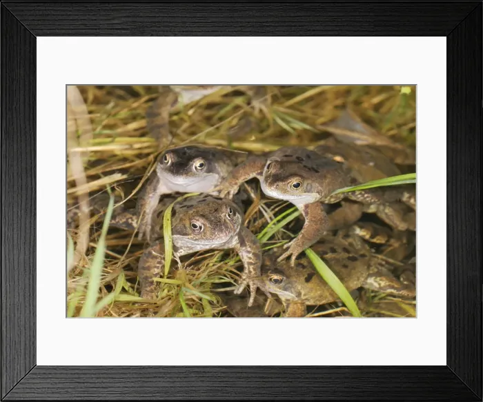 Framed Print : Common Frogs - In water, spawning Bedfordshire UK 1563 Framed Print : Common Frogs - In water, spawning Bedfordshire UK 1563