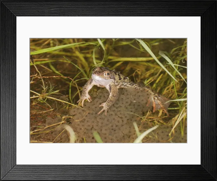 Framed Print : Common Frog - In water, spawning Bedfordshire UK 1564 Framed Print : Common Frog - In water, spawning Bedfordshire UK 1564