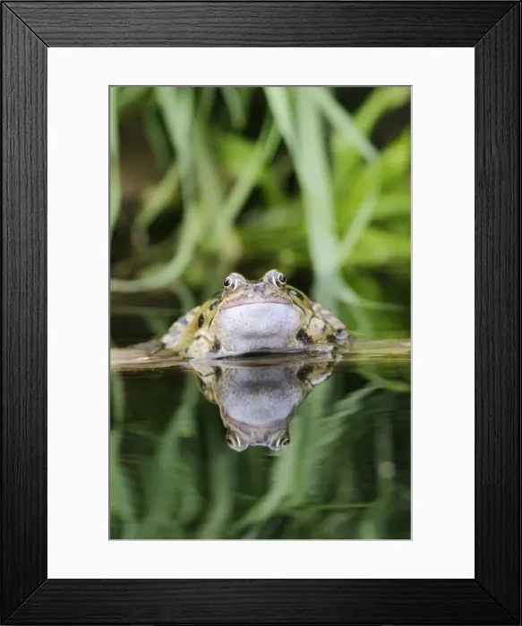 Framed Print : Common Frog - In water, front view, close up calling Bedfordshire UK 1580 Framed Print : Common Frog - In water, front view, close up calling Bedfordshire UK 1580