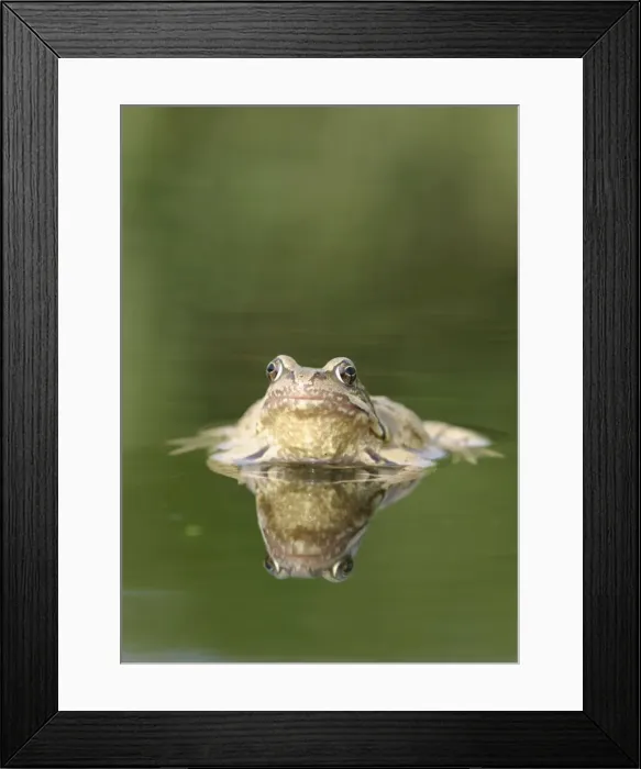 Framed Print : Common Frog - Showing reflection front view Bedfordshire UK 1651