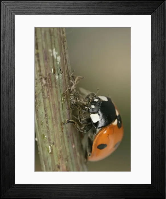 Framed Print : 7 Spot Ladybird - eating aphid Bedfordshire UK 001983 Framed Print : 7 Spot Ladybird - eating aphid Bedfordshire UK 001983