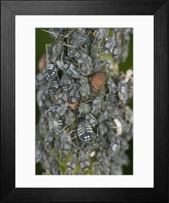Framed Print : Aphids – cluster on stem Bedfordshire UK 001985 Framed Print : Aphids – cluster on stem Bedfordshire UK 001985