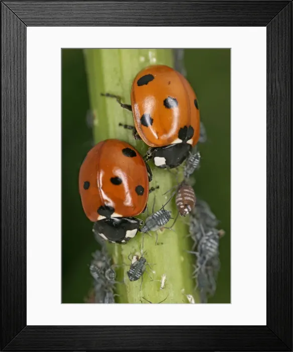 Framed Print : 7 Spot Ladybird – two eating aphids Bedfordshire UK 001986 Framed Print : 7 Spot Ladybird – two eating aphids Bedfordshire UK 001986