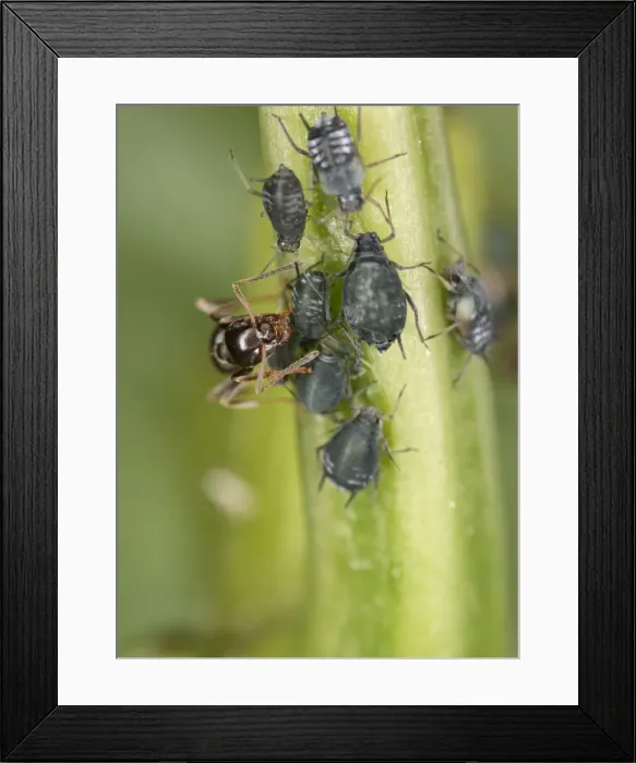 Framed Print : Black garden ant – milking aphid Bedfordshire UK 001988 Framed Print : Black garden ant – milking aphid Bedfordshire UK 001988