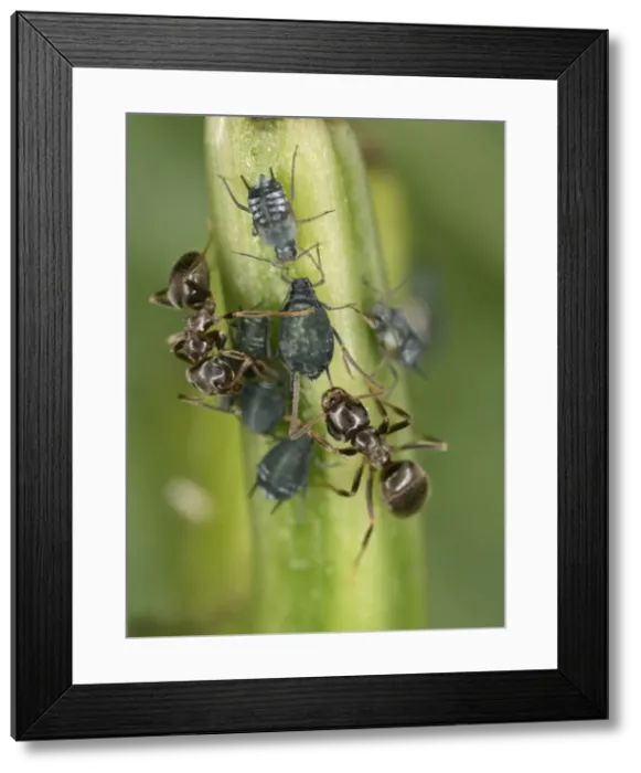 Framed Print : Black garden ant – 2 milking aphids Bedfordshire UK 001989 Framed Print : Black garden ant – 2 milking aphids Bedfordshire UK 001989