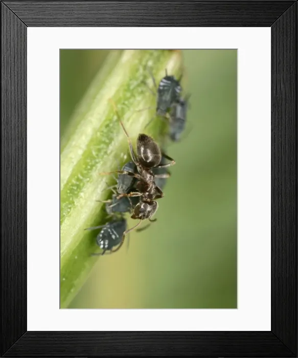 Framed Print : Black garden ant – milking aphid; Bedfordshire UK; 001991 Framed Print : Black garden ant – milking aphid; Bedfordshire UK; 001991