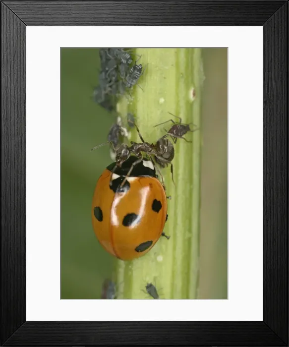 Framed Print : Black garden ant – protecting aphids from 7 spot ladybird Bedfordshire UK 001998 Framed Print : Black garden ant – protecting aphids from 7 spot ladybird Bedfordshire UK 001998
