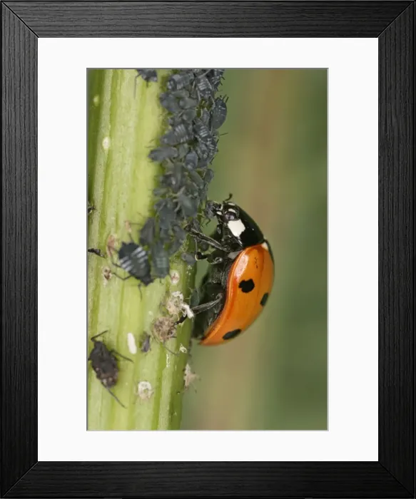 Framed Print : 7 Spot Ladybird - eating aphid Bedfordshire UK 001999 Framed Print : 7 Spot Ladybird - eating aphid Bedfordshire UK 001999