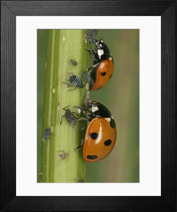Framed Print : 7 Spot Ladybird – 2 eating aphids Bedfordshire UK 002002 Framed Print : 7 Spot Ladybird – 2 eating aphids Bedfordshire UK 002002