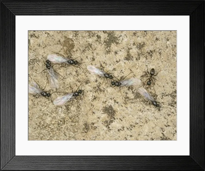 Framed Print : Black garden ants – winged leaving nest Bedfordshire UK 002005 Framed Print : Black garden ants – winged leaving nest Bedfordshire UK 002005