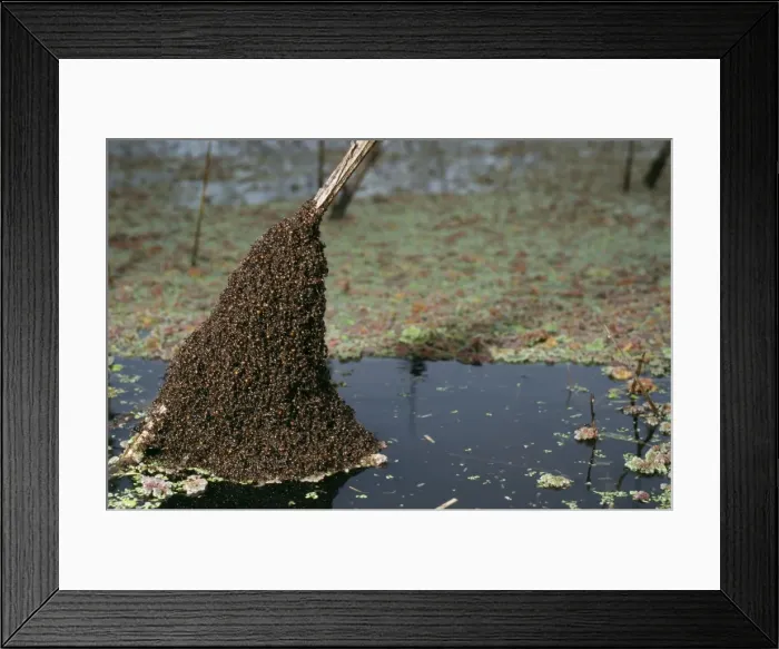 Framed Print : Ant Colony above pampas flood, Argentina Framed Print : Ant Colony above pampas flood, Argentina