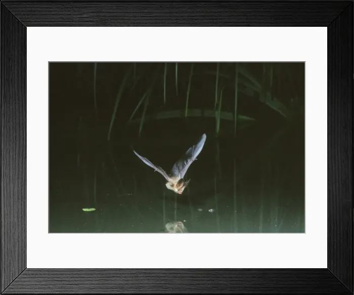 Framed Print : Common Long-eared / Brown Long-eared / Long-eared Bat - In flight over a pond Swiss jura, Switzerland Distribution: UK, Europe to NE China, Korea & Japan Framed Print : Common Long-eared / Brown Long-eared / Long-eared Bat - In flight over a pond Swiss jura, Switzerland Distribution: UK, Europe to NE China, Korea & Japan