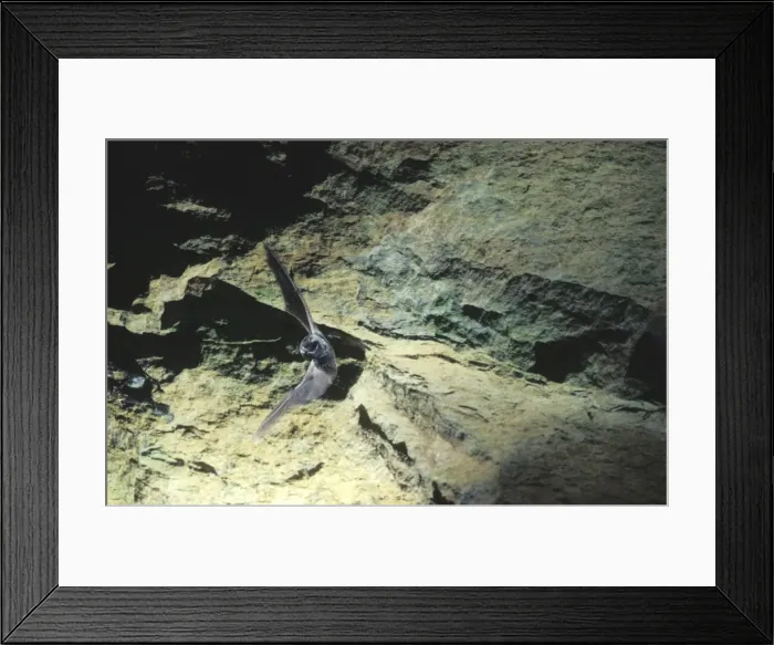 Framed Print : Barbastelle Bat - Flying out of a cave (old iron mine) post breading season (end of august) French jura, France Framed Print : Barbastelle Bat - Flying out of a cave (old iron mine) post breading season (end of august) French jura, France