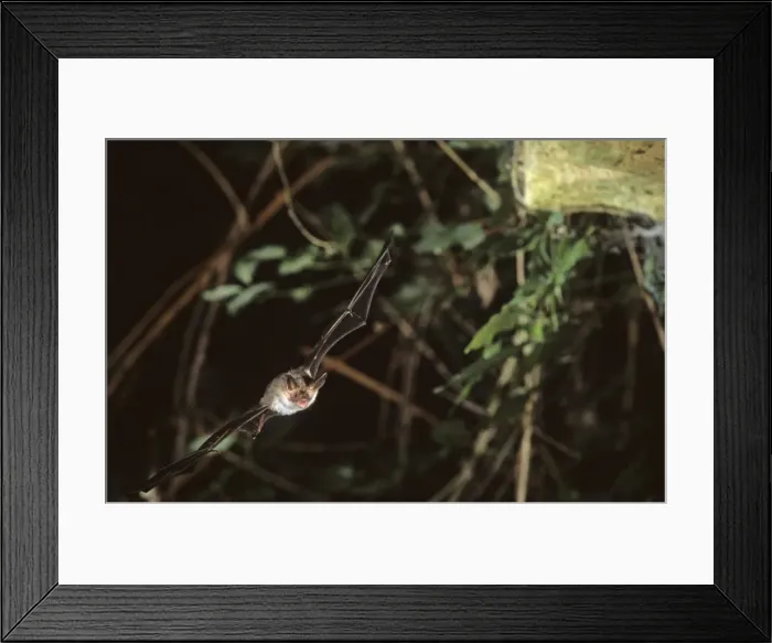 Framed Print : Bechstein's bat flying into a cave ( old iron mine) post breading season ( end of august) French jura Framed Print : Bechstein's bat flying into a cave ( old iron mine) post breading season ( end of august) French jura