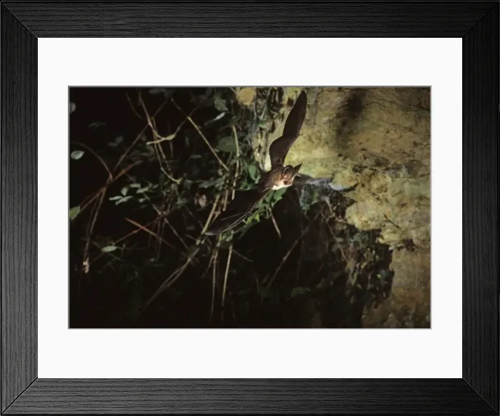 Framed Print : Brown long-eared bat flying into a cave ( old iron mine) post breading season ( end of august) French jura Framed Print : Brown long-eared bat flying into a cave ( old iron mine) post breading season ( end of august) French jura