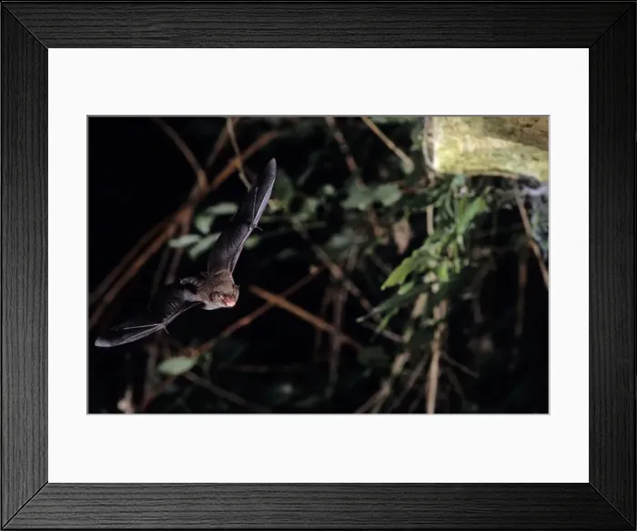 Framed Print : Daubenton's bat flying into a cave ( old iron mine) post breading season ( end of august) French jura Framed Print : Daubenton's bat flying into a cave ( old iron mine) post breading season ( end of august) French jura
