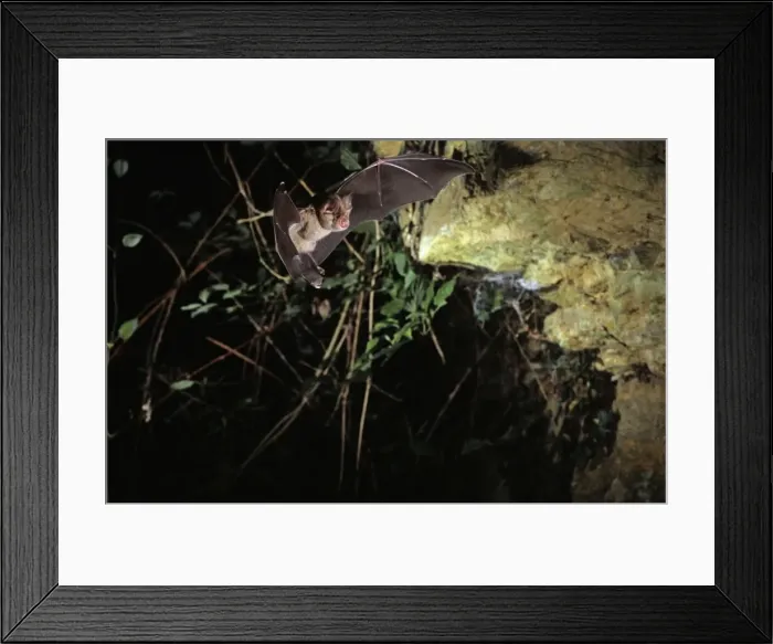 Framed Print : Greater horseshoe bat flying into a cave ( old iron mine) post breading season ( end of august) French jura Framed Print : Greater horseshoe bat flying into a cave ( old iron mine) post breading season ( end of august) French jura