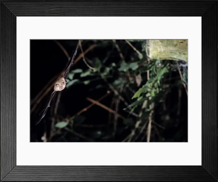 Framed Print : Horseshoe bat flying into a cave ( old iron mine) post breading season ( end of august) French jura Framed Print : Horseshoe bat flying into a cave ( old iron mine) post breading season ( end of august) French jura