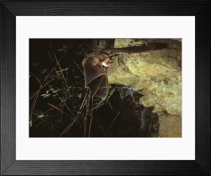Framed Print : Mouse eared bat flying into a cave ( old iron mine) post breading season ( end of august) French jura Framed Print : Mouse eared bat flying into a cave ( old iron mine) post breading season ( end of august) French jura