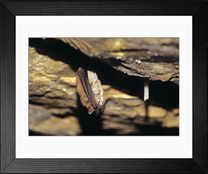 Framed Print : Notch-eared bat hibernating December Swiss jura Framed Print : Notch-eared bat hibernating December Swiss jura