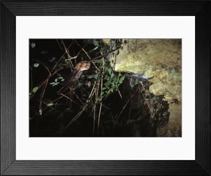 Framed Print : Notch-eared bat flying into a cave ( old iron mine) post breading season ( end of august) French jura
