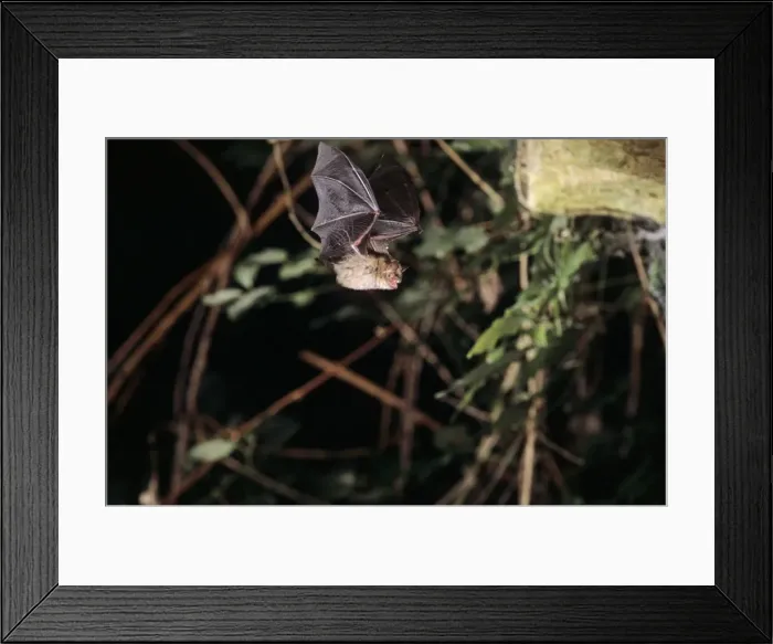 Framed Print : Notch-eared bat flying into a cave ( old iron mine) post breading season ( end of august) French jura Framed Print : Notch-eared bat flying into a cave ( old iron mine) post breading season ( end of august) French jura
