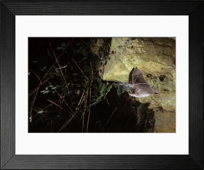 Framed Print : Schreiber's long-fingered bat flying out of a cave (old iron mine) post breading season (end of august) French jura Framed Print : Schreiber's long-fingered bat flying out of a cave (old iron mine) post breading season (end of august) French jura