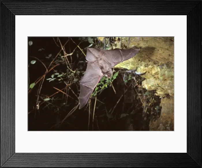 Framed Print : Schreiber's long-fingered bat flying into a cave ( old iron mine) post breading season ( end of august) French jura Framed Print : Schreiber's long-fingered bat flying into a cave ( old iron mine) post breading season ( end of august) French jura