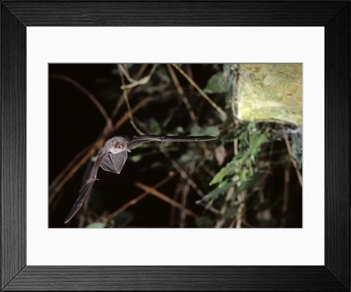 Framed Print : Schreiber's long-fingered bat flying into a cave ( old iron mine) post breading season ( end of august) French jura Framed Print : Schreiber's long-fingered bat flying into a cave ( old iron mine) post breading season ( end of august) French jura
