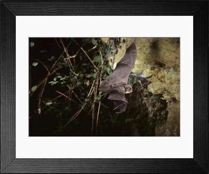 Framed Print : Schreiber's long-fingered bat flying into a cave ( old iron mine) post breading season ( end of august) French jura Framed Print : Schreiber's long-fingered bat flying into a cave ( old iron mine) post breading season ( end of august) French jura