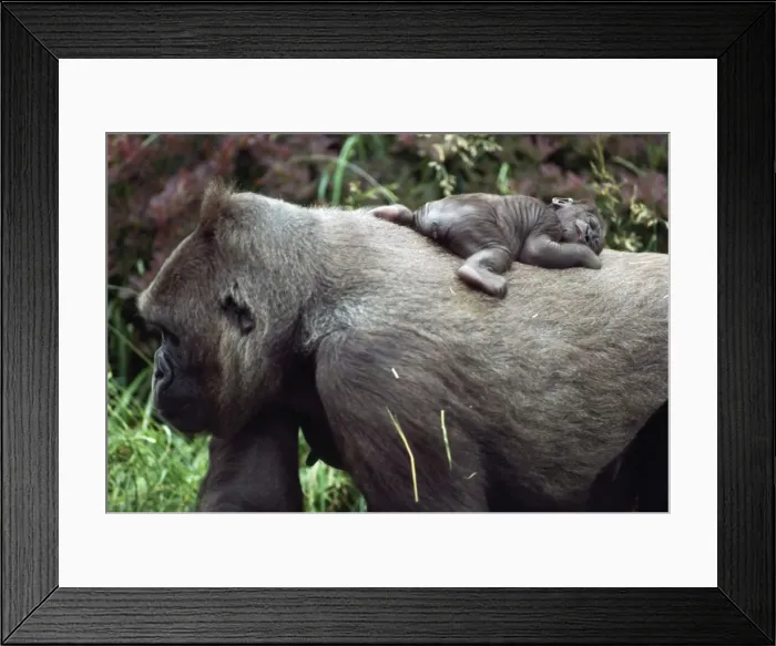 Framed Print : Lowland Gorilla - newborn female on mothers back Framed Print : Lowland Gorilla - newborn female on mothers back